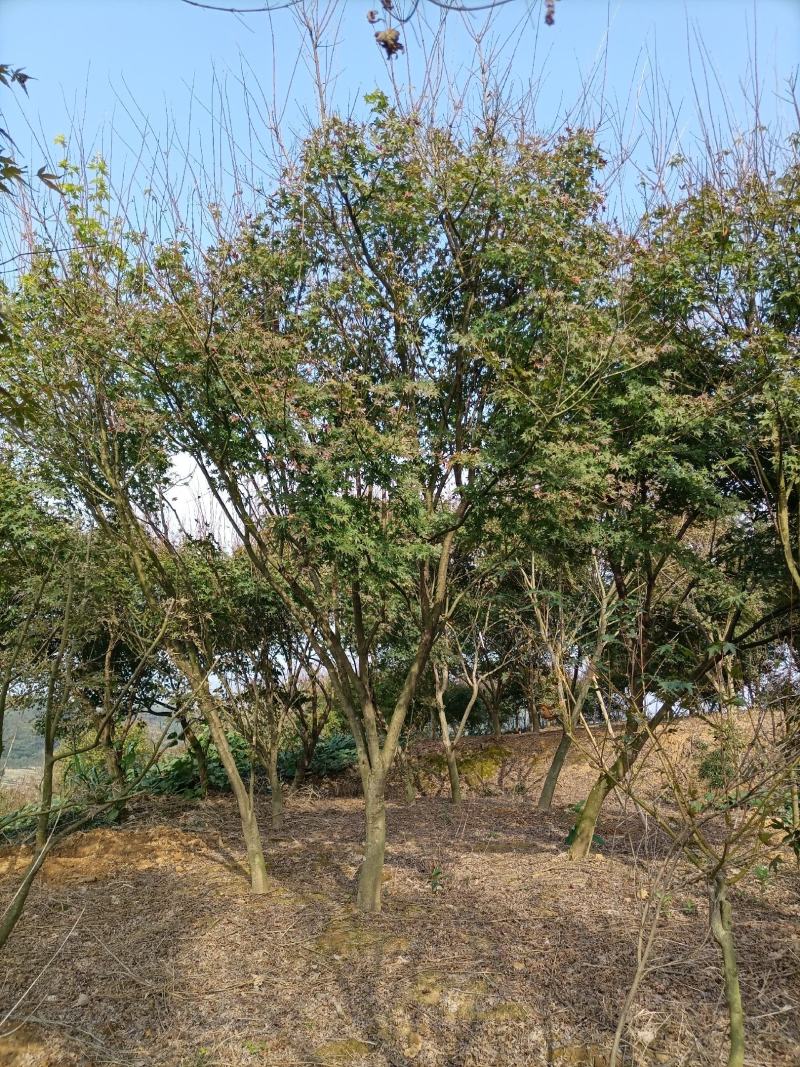 鸡爪槭