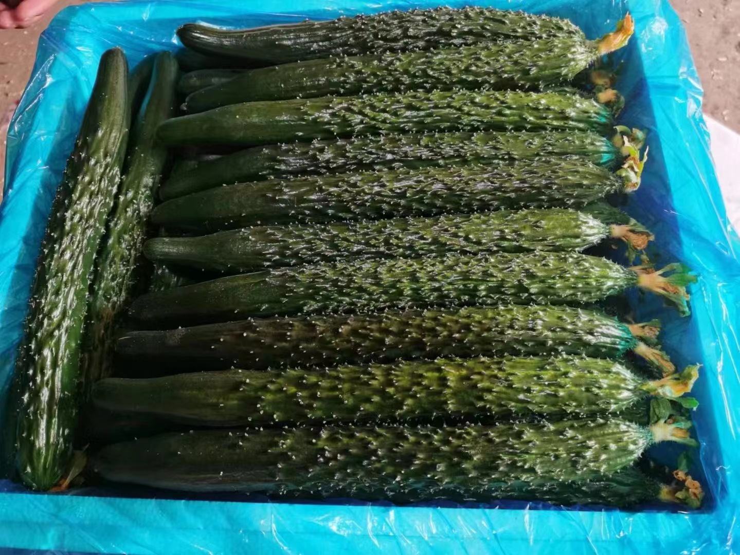 高清微距摄影:新鲜采摘的黄瓜(Cucumis sativus)与苦瓜(Momordica charantia)横切解剖对比,展示二者组织结构差异——黄瓜维管束细密、含水量极高;苦瓜果皮角质层厚、瘤状突起富含蜡质,内部疏松海绵组织容纳种子 黄瓜与苦瓜横切对比图,左侧为翠绿脆嫩的黄瓜断面,可见细密水润籽腔;右侧为浅绿带瘤状凸起的苦瓜断面,籽瓤呈淡黄色,结构疏松多孔;两者并置不锈钢砧板上,背景为浅灰亚麻布
