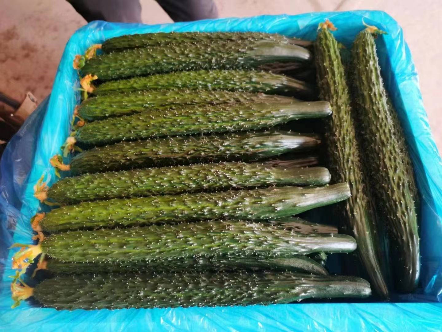 胶东小黄瓜果实特写与剖面结构展示