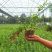 小叶扶芳藤