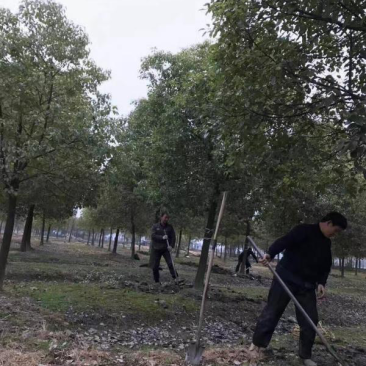 香樟树苗