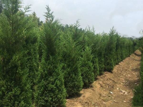 侧柏用于行道绿化