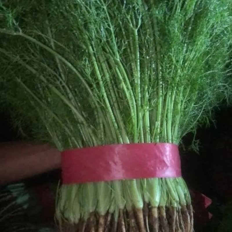 茴香苗河北茴香苗茴香菜诚信为本全国发货量大价优