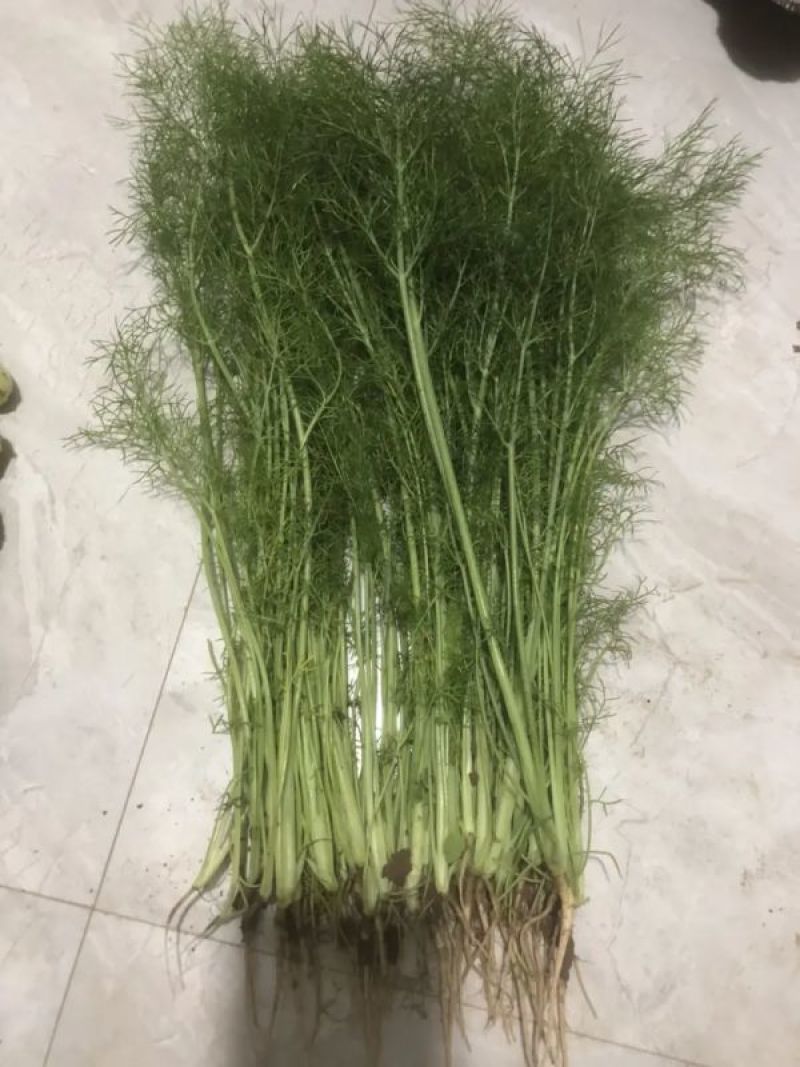 茴香苗河北茴香苗茴香菜诚信为本全国发货量大价优