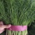 茴香苗河北茴香苗茴香菜诚信为本全国发货量大价优