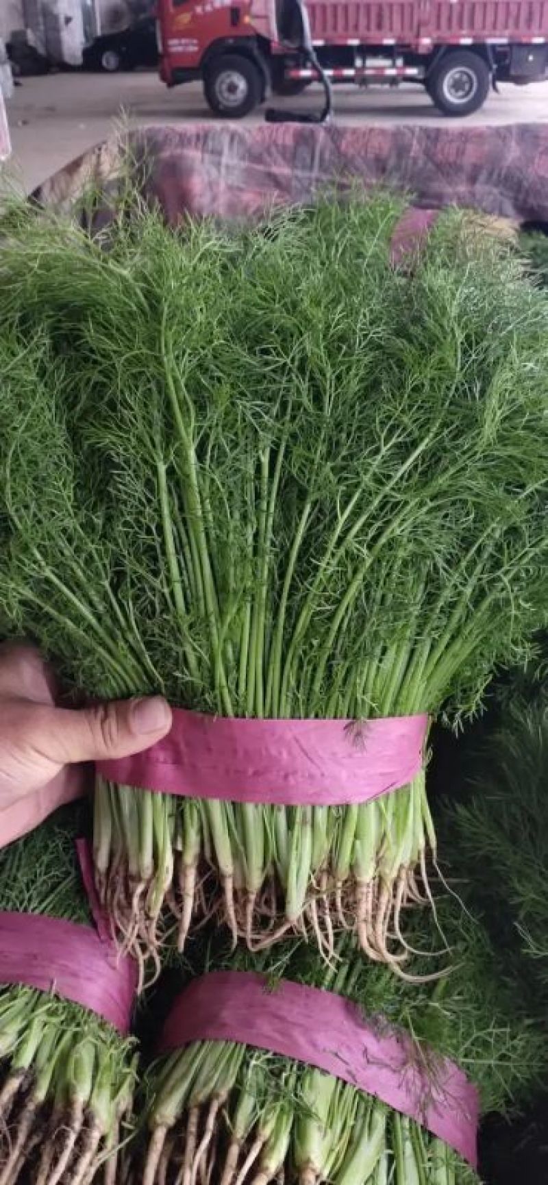 茴香苗河北茴香苗茴香菜诚信为本全国发货量大价优