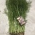 茴香苗河北茴香苗茴香菜诚信为本全国发货量大价优