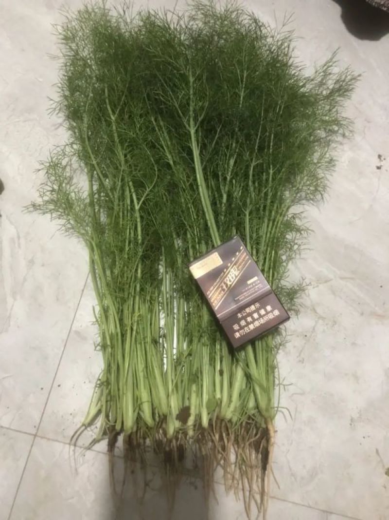 茴香苗河北茴香苗茴香菜诚信为本全国发货量大价优