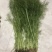 茴香苗河北茴香苗茴香菜诚信为本全国发货量大价优