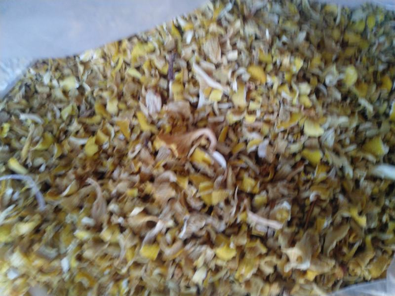 干榆黄蘑碎片批发