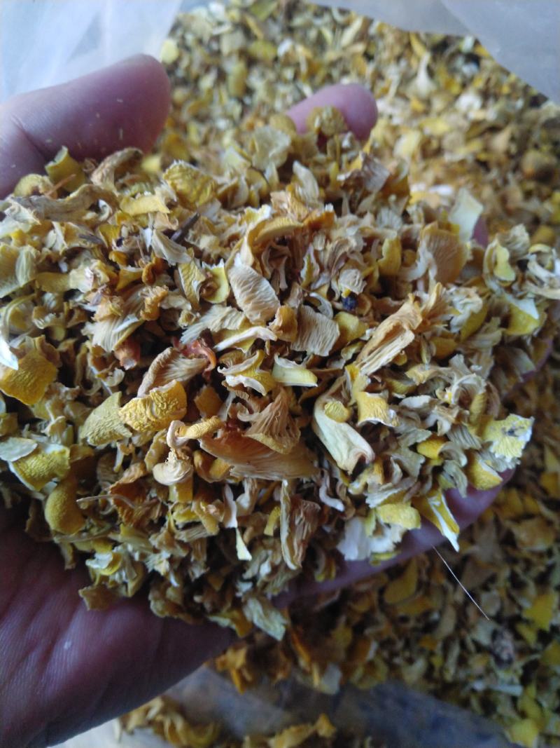 干榆黄蘑碎片批发