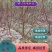 广东连平鹰嘴桃树苗水蜜桃苗两年苗成活率高顺丰包邮