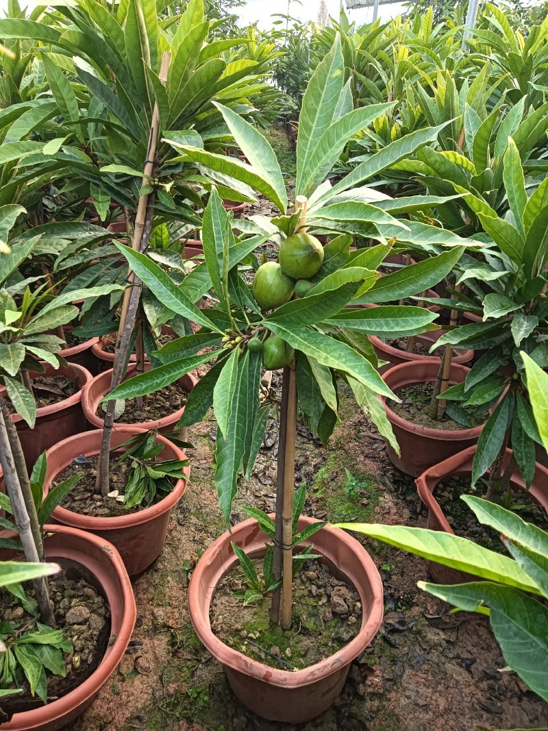 【鸡蛋果苗】一年果苗种子苗营养杯苗视频看货支持预定
