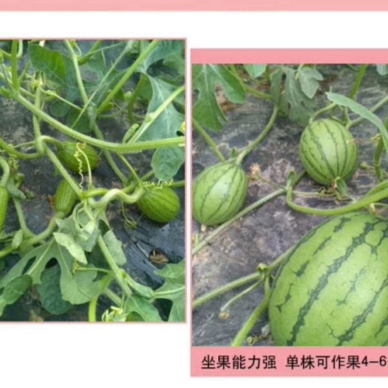 科美2k西瓜种子南方阳台盆栽种籽薄皮超甜春季四季水果种子