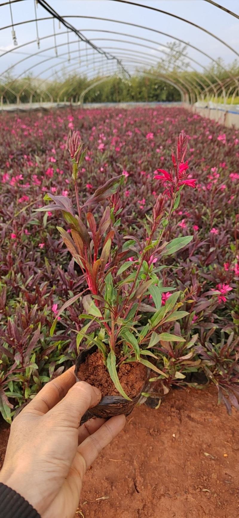山桃草高度30公分，昆明苗木基地批发价格