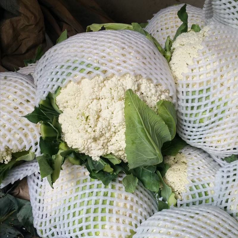 河南菜花大量供货，货源稳定，产地发货，诚信经营