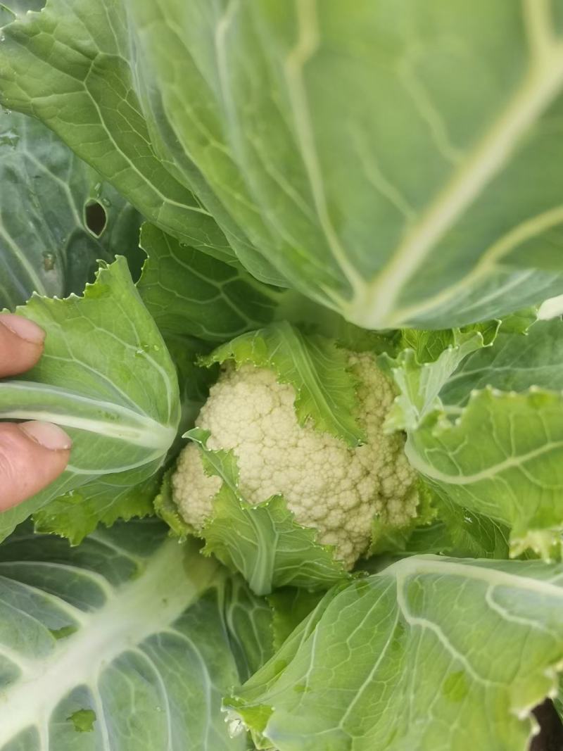 河南菜花大量供货，货源稳定，产地发货，诚信经营