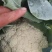 河南菜花大量供货，货源稳定，产地发货，诚信经营