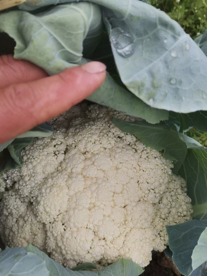 河南菜花大量供货，货源稳定，产地发货，诚信经营
