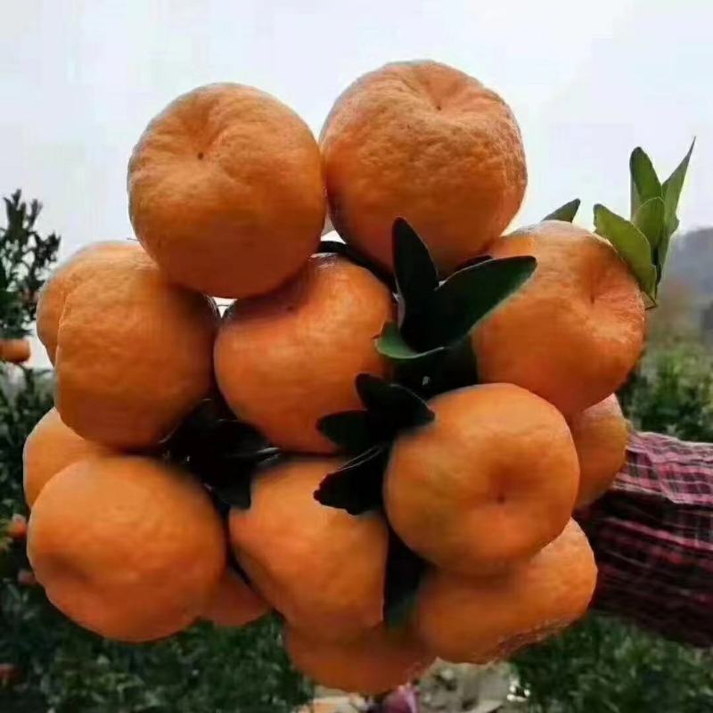 湖北宜昌椪柑芦柑大量上市供应产地直发一手货源批发量大便宜
