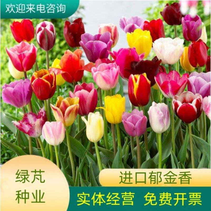进口郁金香种球四季开花耐寒植物花海打造专用花卉品种