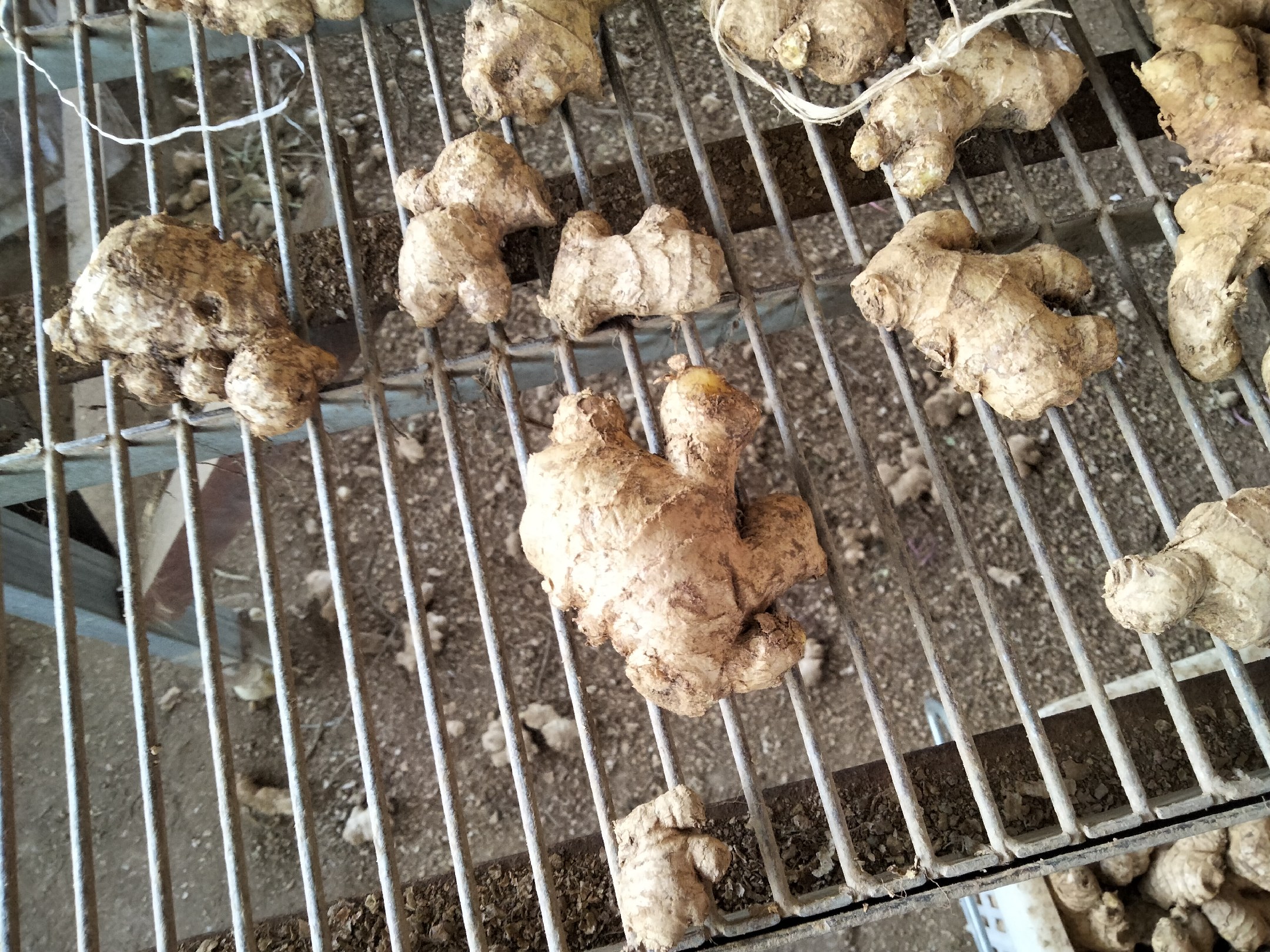 生姜切片显微结构图