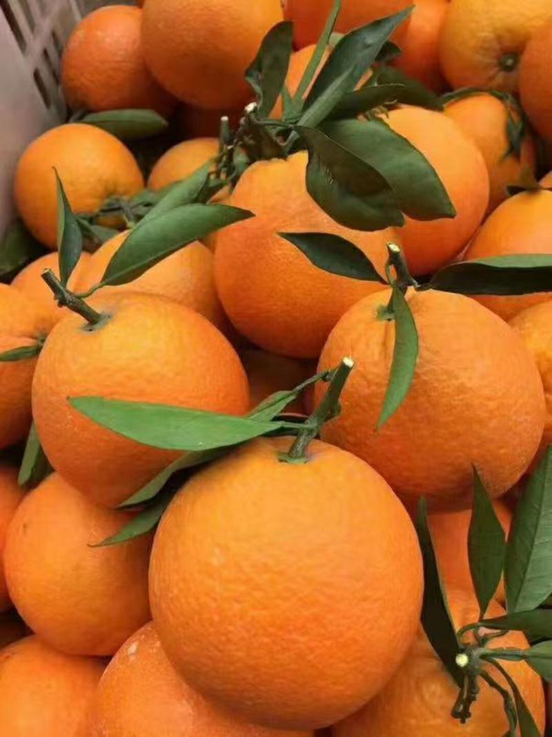【精品】湖北橙子纽荷尔脐橙产地直发品质保证物美价廉
