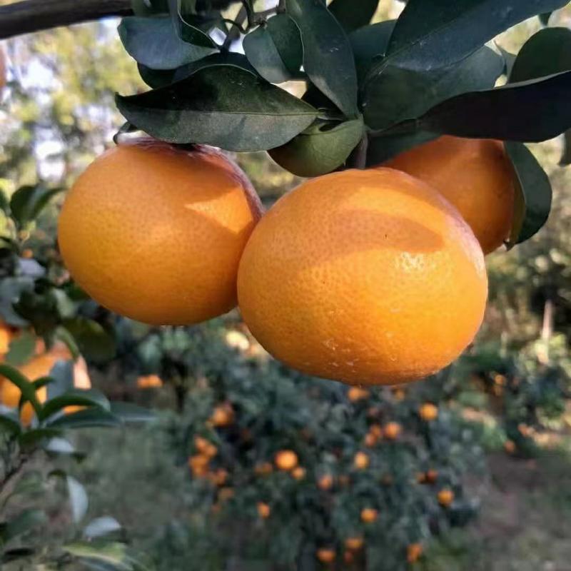 【精品】湖北橙子纽荷尔脐橙产地直发品质保证物美价廉