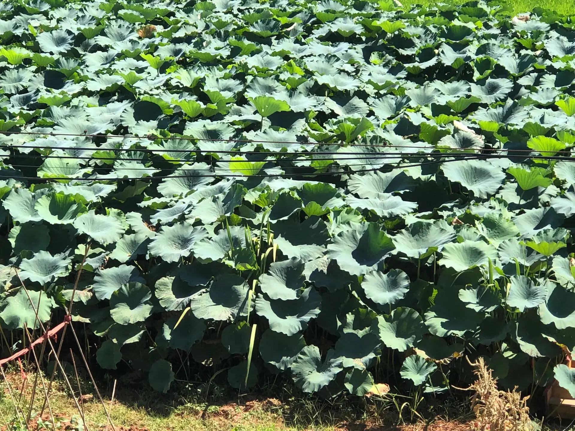 莲藕生长在泥泞的池塘中，水面上漂浮着荷叶，水下隐约可见粗壮的藕节