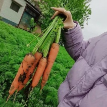 河南胡萝卜优质三红胡萝卜大量上市货源充足价格便宜