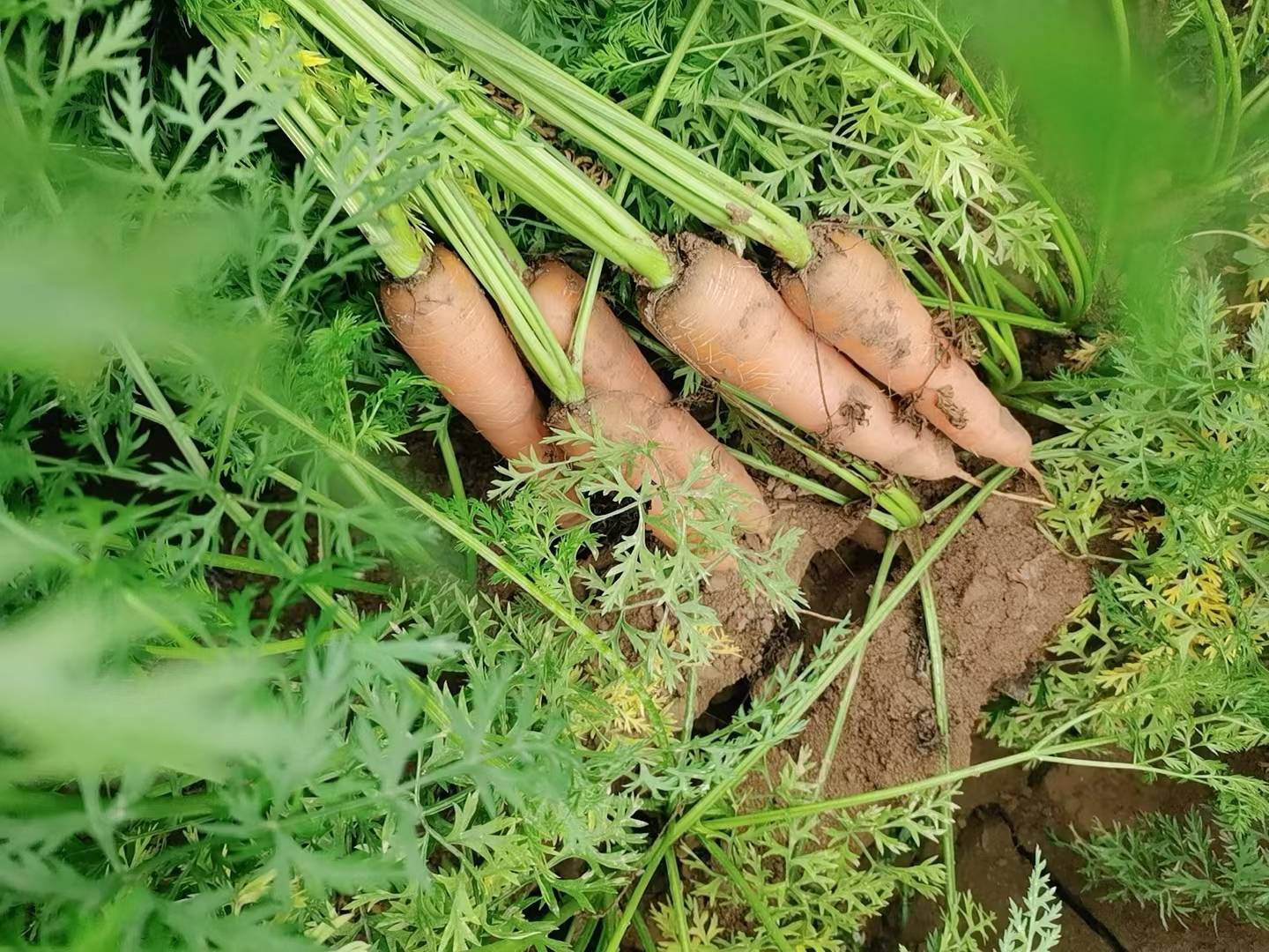 一束新鲜采摘的三红胡萝卜整齐摆放在木质桌面上,胡萝卜带有绿色茎叶,根部粗壮饱满,表皮光滑呈深红色,切开的一颗露出内部同样鲜红的芯部,背景为自然光下的田园厨房环境 三红胡萝卜整体特写