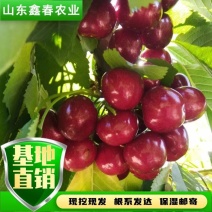 陕西省大樱桃主栽晚熟新品种科迪亚雷吉娜塔玛拉樱桃苗
