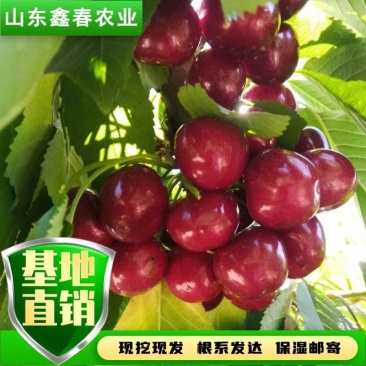 陕西省大樱桃主栽晚熟新品种科迪亚雷吉娜塔玛拉樱桃苗