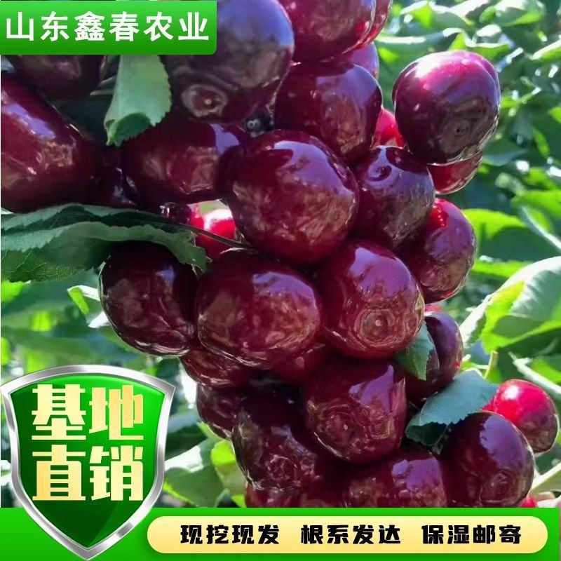 陕西省大樱桃主栽晚熟新品种科迪亚雷吉娜塔玛拉樱桃苗
