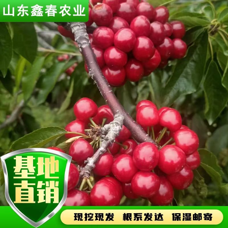 陕西省大樱桃主栽晚熟新品种科迪亚雷吉娜塔玛拉樱桃苗