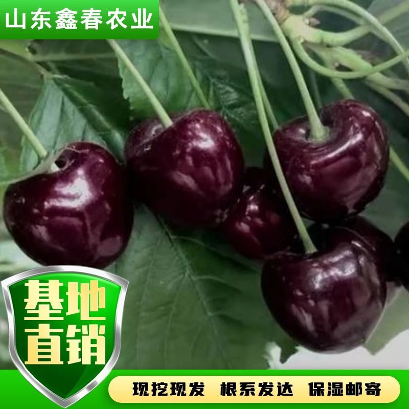 陕西省大樱桃主栽晚熟新品种科迪亚雷吉娜塔玛拉樱桃苗