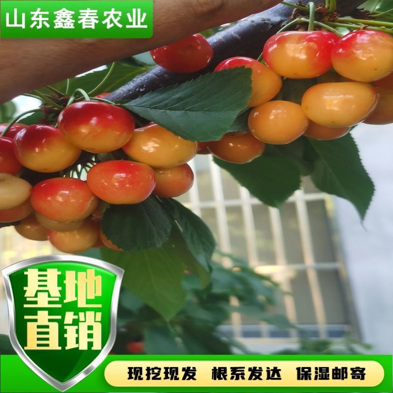 陕西省大樱桃主栽晚熟新品种科迪亚雷吉娜塔玛拉樱桃苗