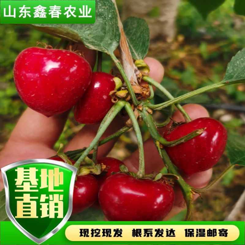 陕西省大樱桃主栽晚熟新品种科迪亚雷吉娜塔玛拉樱桃苗