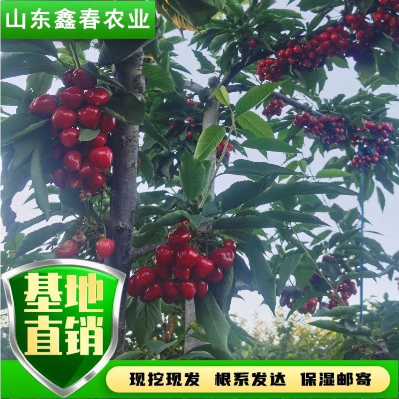 陕西省大樱桃主栽晚熟新品种科迪亚雷吉娜塔玛拉樱桃苗