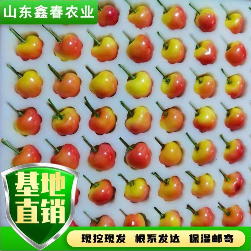 陕西省大樱桃主栽晚熟新品种科迪亚雷吉娜塔玛拉樱桃苗