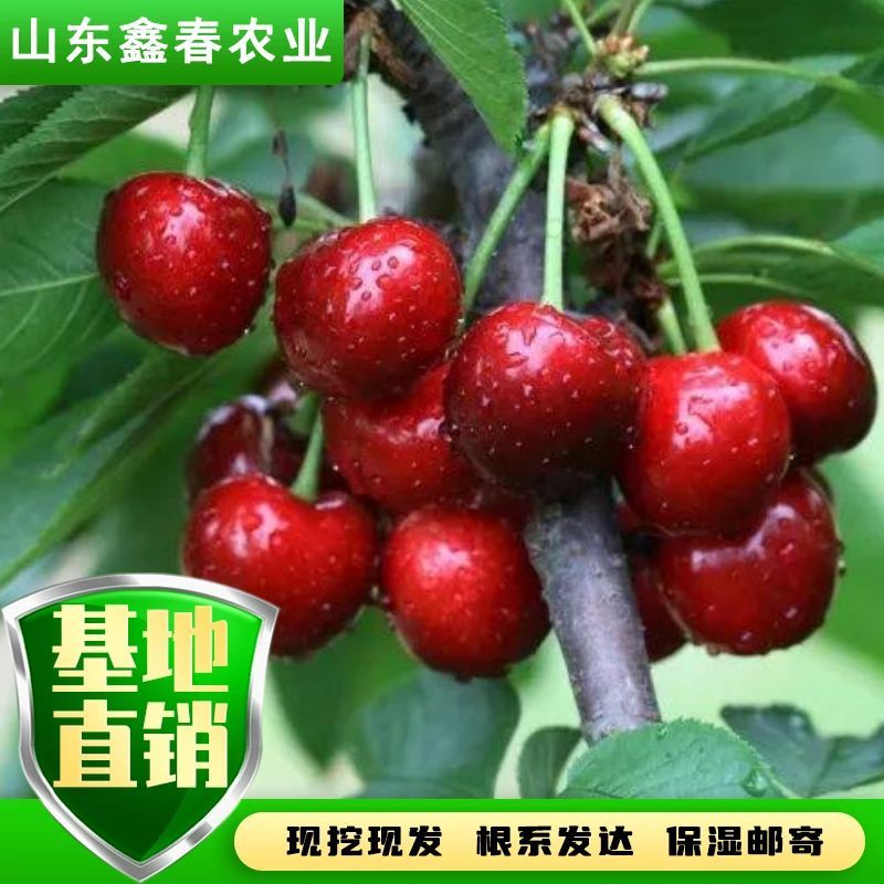 陕西省大樱桃主栽晚熟新品种科迪亚雷吉娜塔玛拉樱桃苗