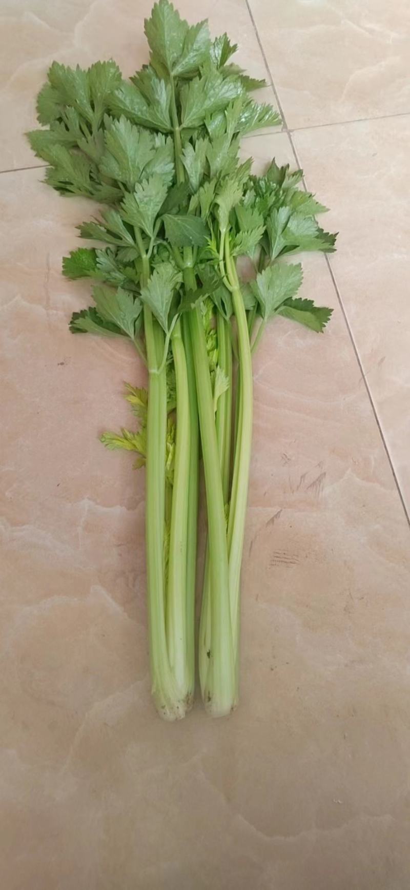 河北邯郸永年区芹菜大量上市产地货源充足新鲜现摘量大优惠