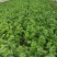 河北邯郸永年区芹菜大量上市产地货源充足新鲜现摘量大优惠