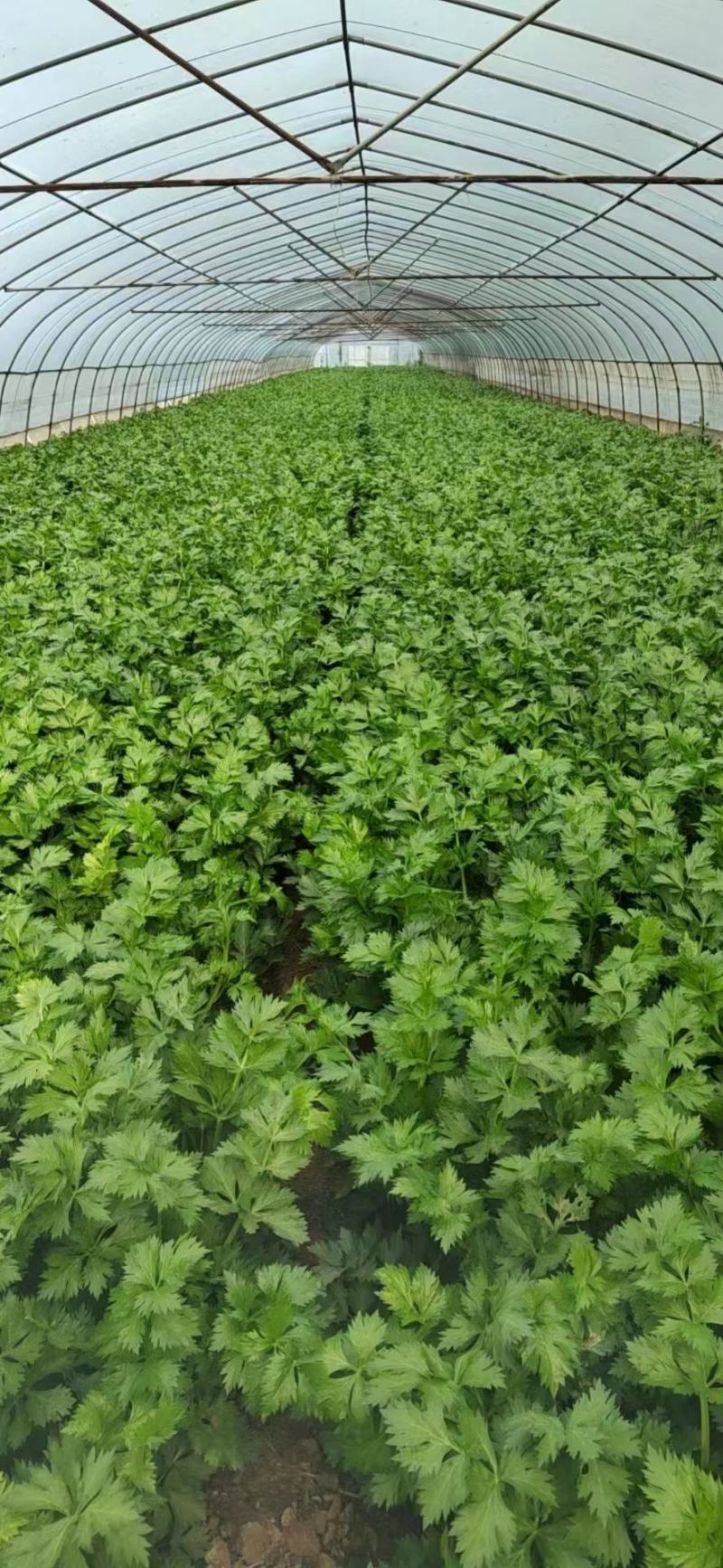 河北邯郸永年区芹菜大量上市产地货源充足新鲜现摘量大优惠