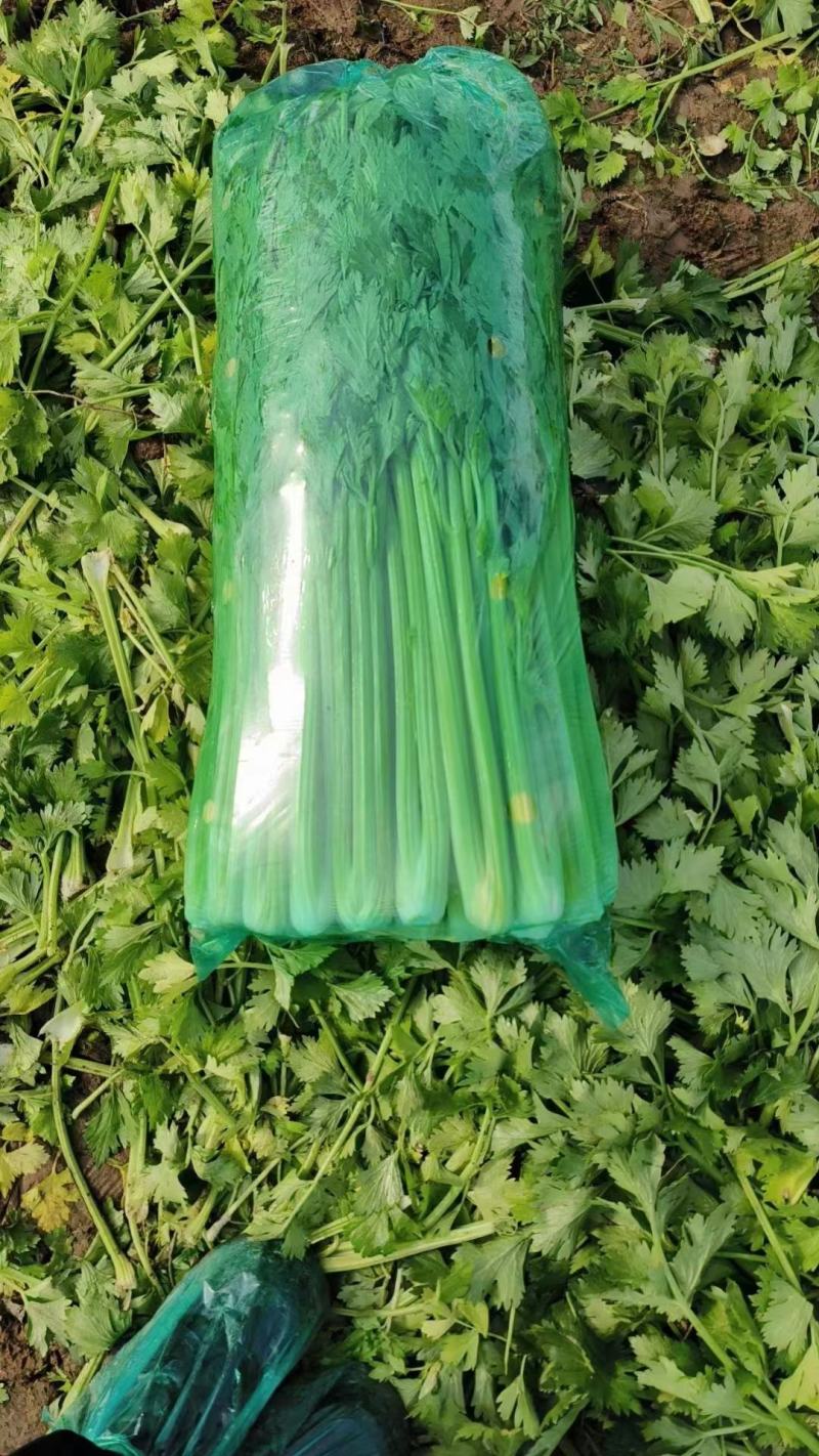 河北邯郸永年区芹菜大量上市产地货源充足新鲜现摘量大优惠