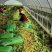 河北邯郸永年区芹菜大量上市产地货源充足新鲜现摘量大优惠