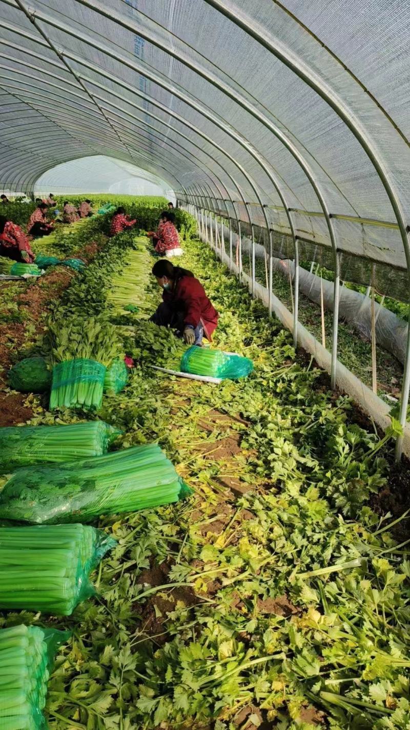 河北邯郸永年区芹菜大量上市产地货源充足新鲜现摘量大优惠