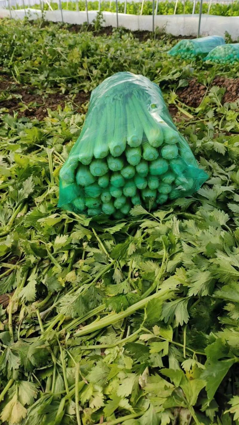 河北邯郸永年区芹菜大量上市产地货源充足新鲜现摘量大优惠