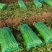 河北邯郸永年区芹菜大量上市产地货源充足新鲜现摘量大优惠