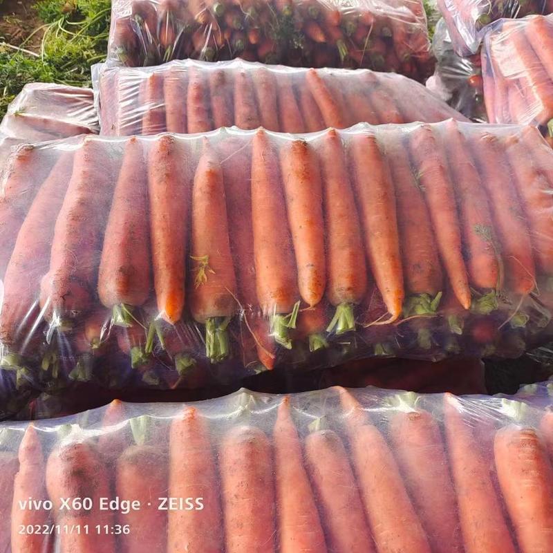 【实力】精品三红胡萝卜大量上市全国发货价格便宜